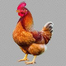 Hen